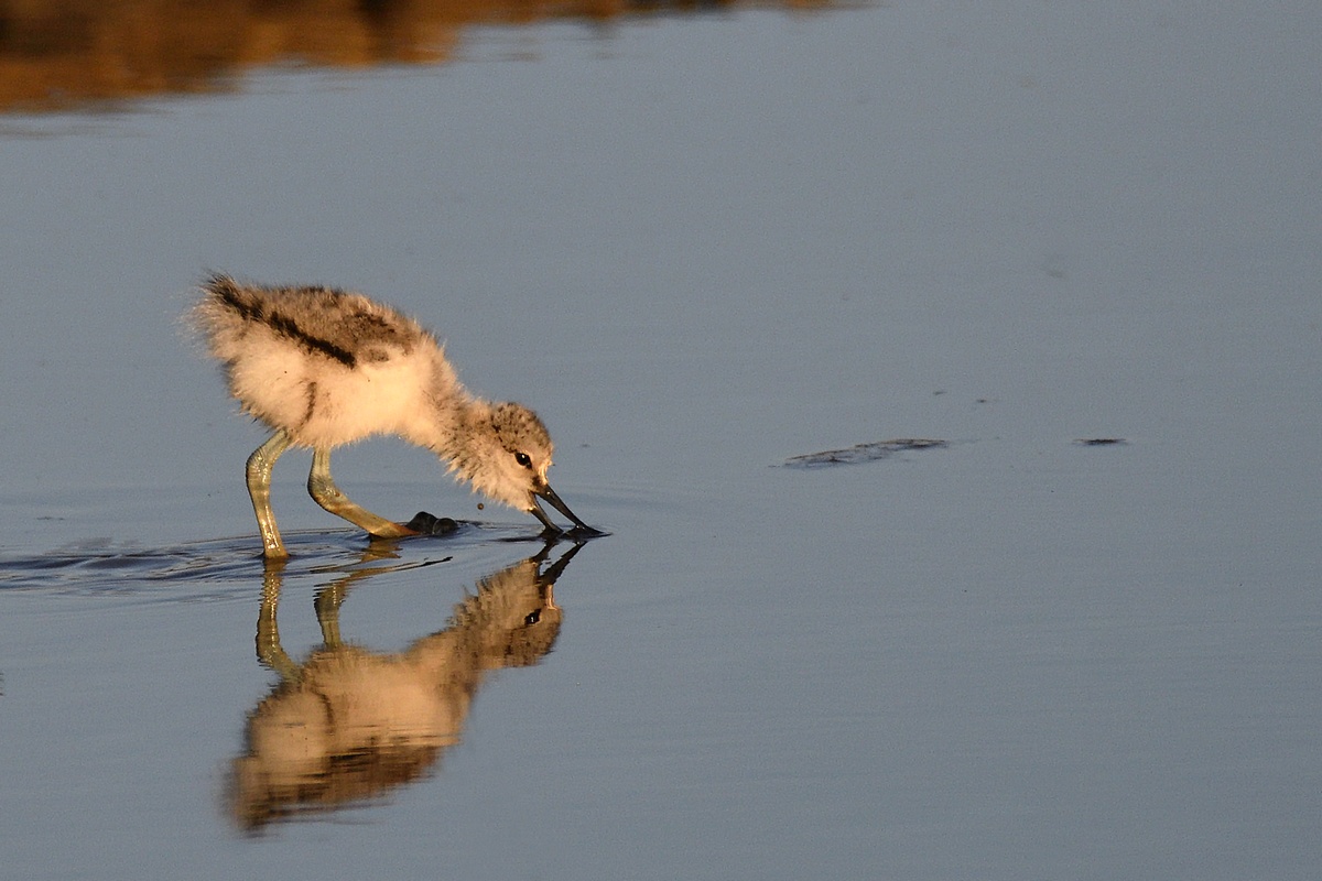 Avocette Elegante